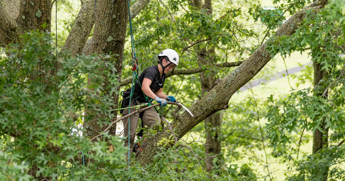 tree-trimming-and-pruning